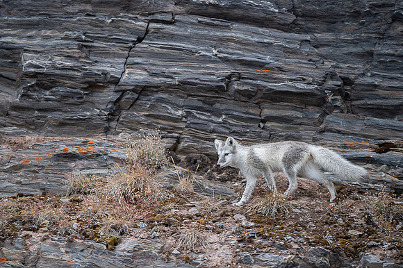 Arctic fox White