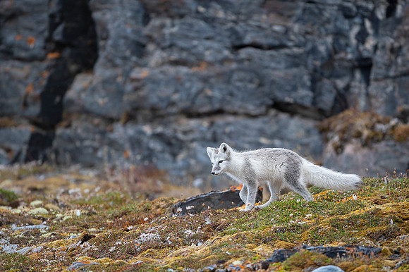 Arctic fox White
