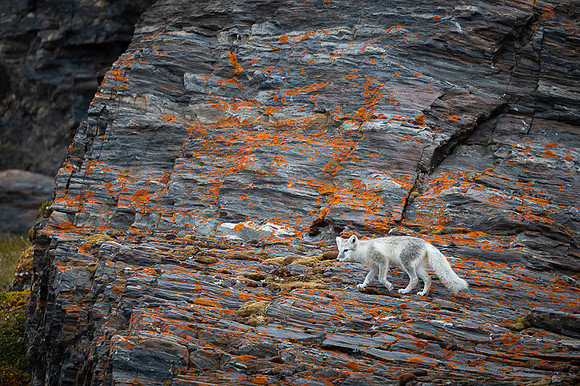 Arctic fox White