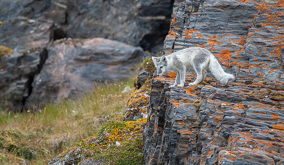Arctic fox White