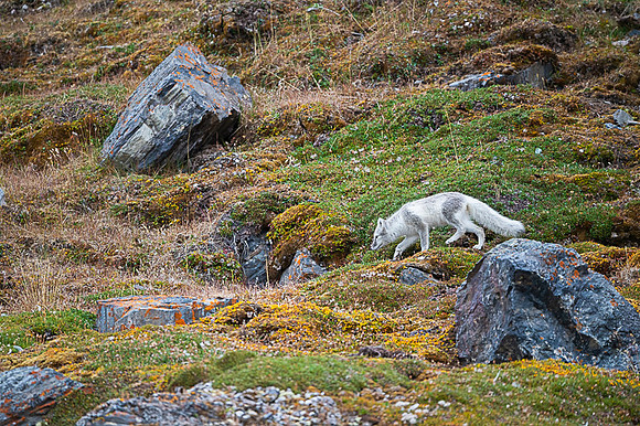 Arctic fox White