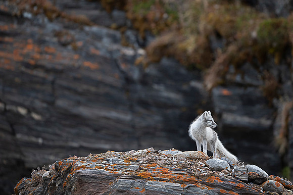 Arctic fox White