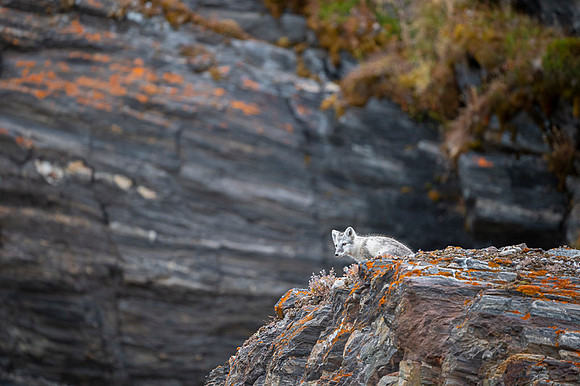 Arctic fox White
