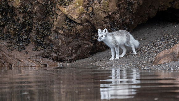 Arctic fox White