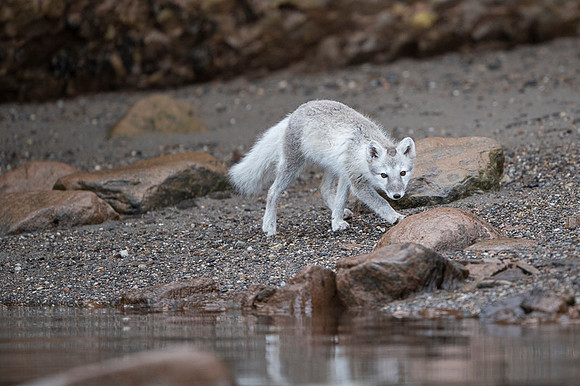 Arctic fox White