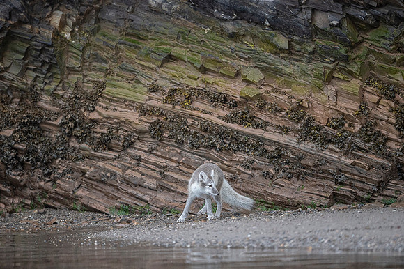 Arctic fox White