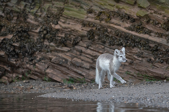 Arctic fox White