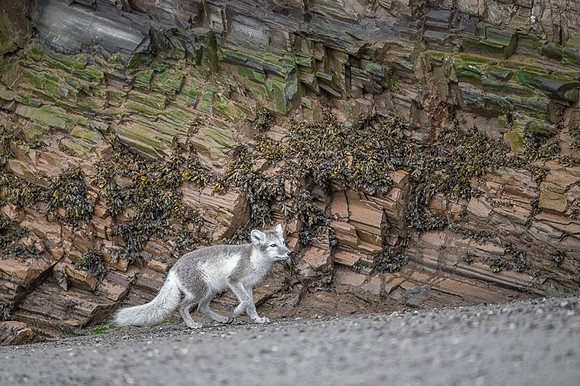 Arctic fox White
