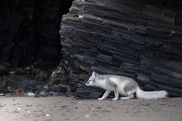 Arctic fox White