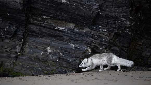 Arctic fox White