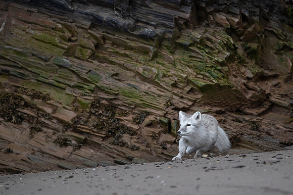 Arctic fox White