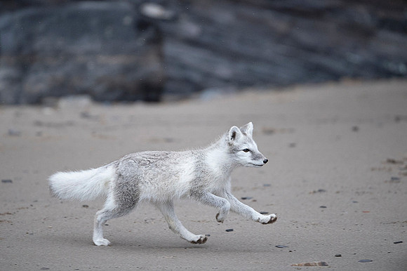 Arctic fox White