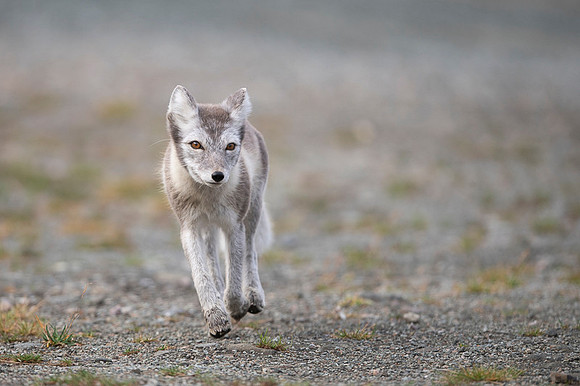 Arctic fox White