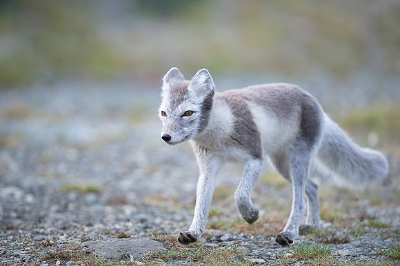 Arctic fox White