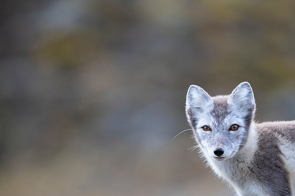 Arctic fox White