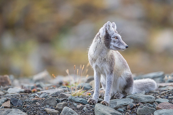 Arctic fox White