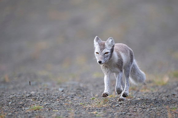 Arctic fox White