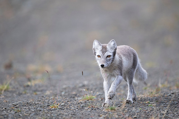 Arctic fox White