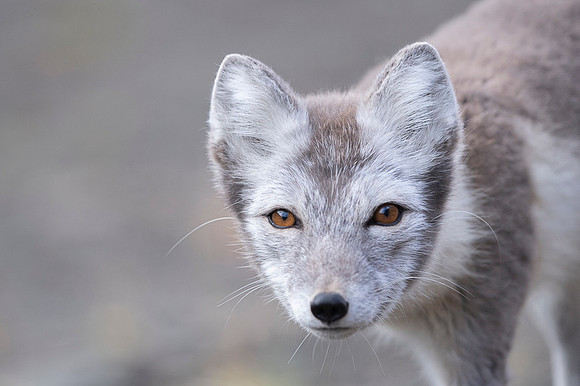 Arctic fox White