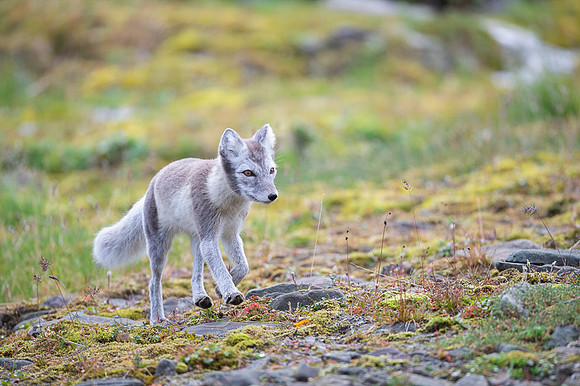 Arctic fox White