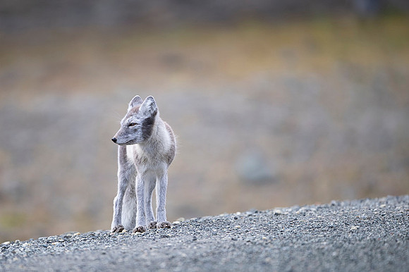 Arctic fox White