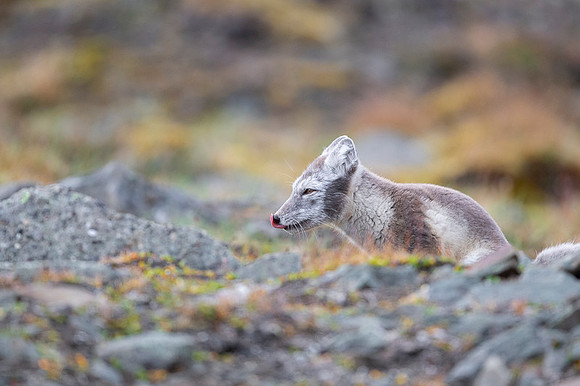 Arctic fox White