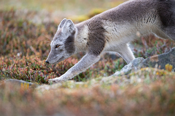 Arctic fox White