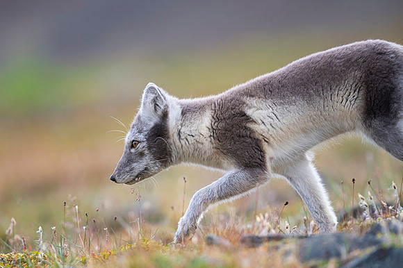 Arctic fox White