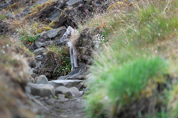 Arctic fox White