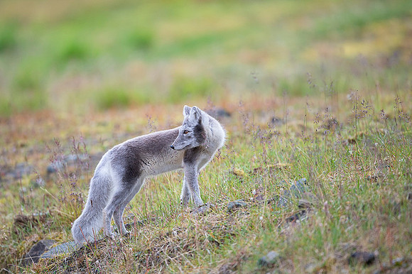 Arctic fox White