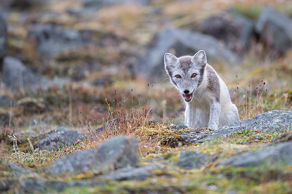 Arctic fox White