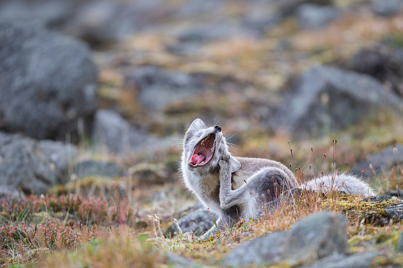 Arctic fox White