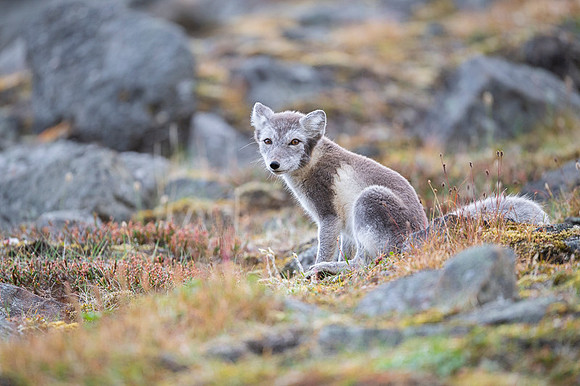 Arctic fox White