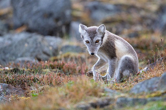 Arctic fox White