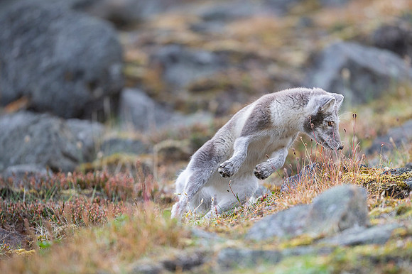 Arctic fox White