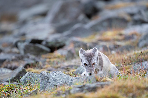 Arctic fox White