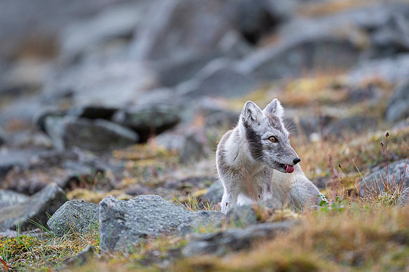 Arctic fox White