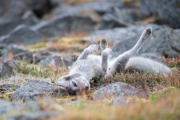 Arctic fox White