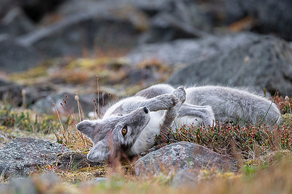 Arctic fox White