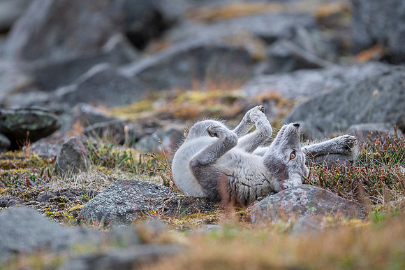 Arctic fox White