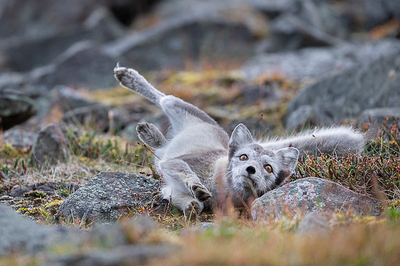 Arctic fox White