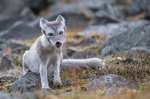 Arctic fox White
