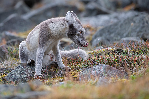 Arctic fox White