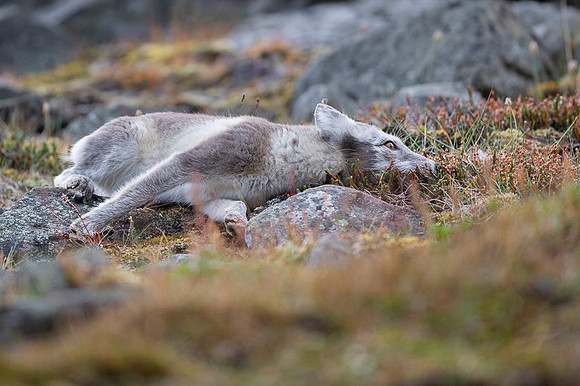 Arctic fox White