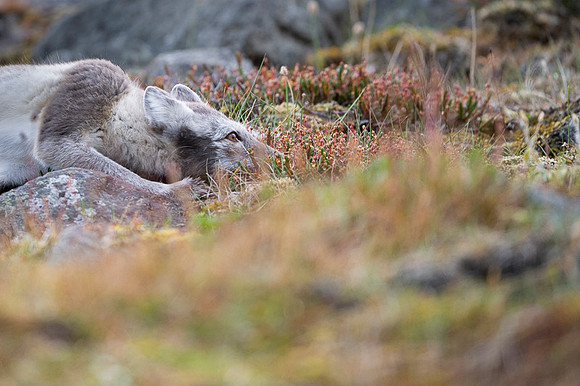 Arctic fox White