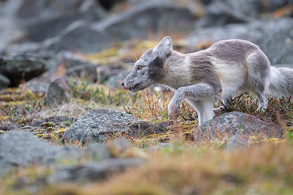 Arctic fox White
