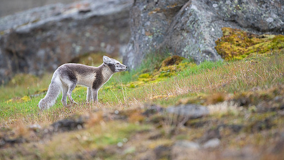 Arctic fox White