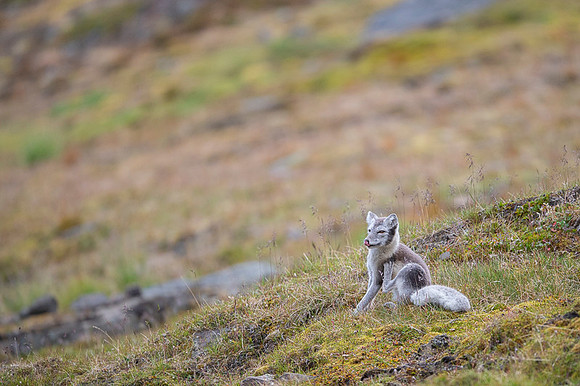 Arctic fox White