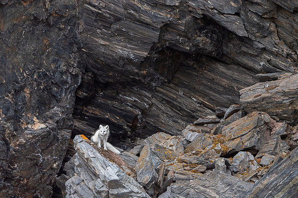 Arctic fox White