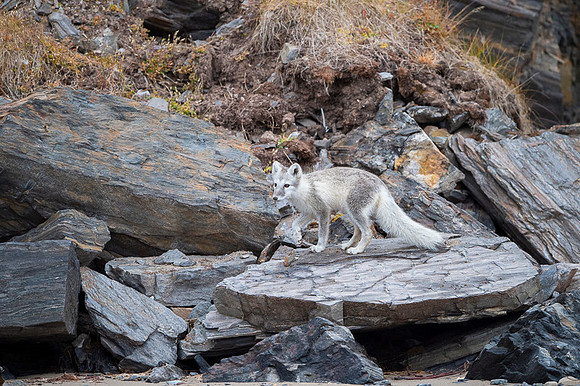 Arctic fox White